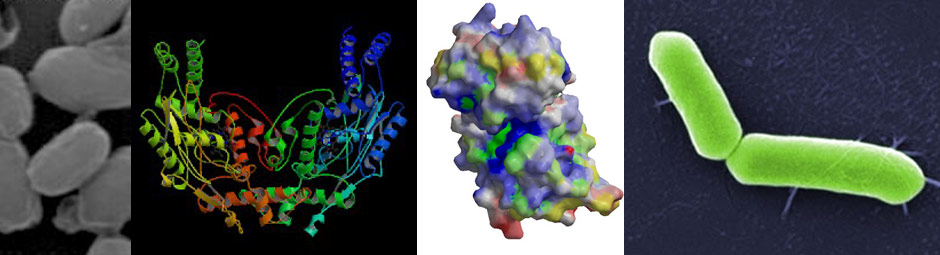 Endosporas de Geobacillus stearothermophilus